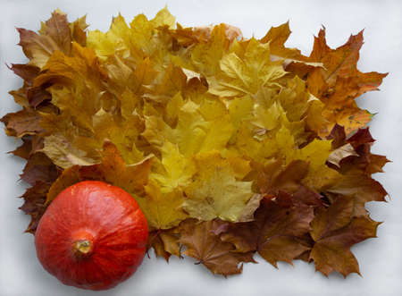 background of bright multicolored autumn fallen leaves and pumpkinsの写真素材