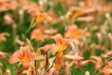 Lots of daylilies in a botanical garden (selective focus)の写真素材