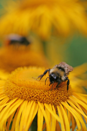 Bumble-bee collecting nectar on an orange flower