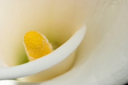 Inside a white cally lilyの写真素材