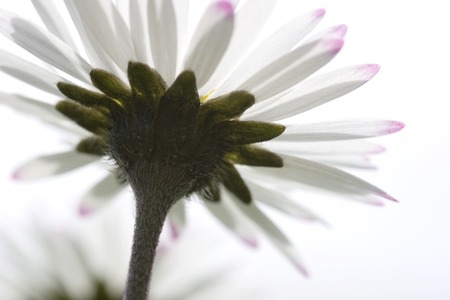 Bottom side of a daisyの写真素材