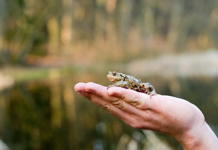 Kiss me (frog on a human palm)の写真素材