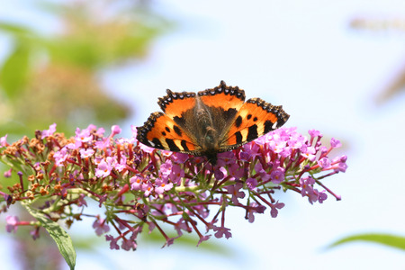 Butterfly (Aglais urticae) collecting nectar