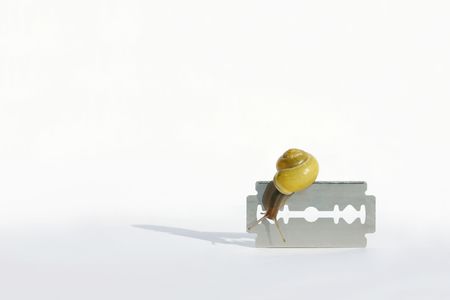 Snail creeping carefully over a razor blade (modell wasn't harmed!)