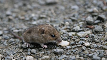 Free living mouse on gravel (selective focus)の写真素材