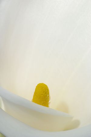 Close-up of a white calla lilyの写真素材