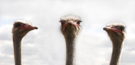Three ostrichs looking at the middle oneの写真素材