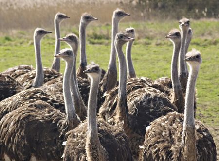 Group of ostrichs