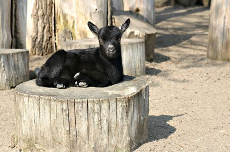 Little black goat in a zooの写真素材