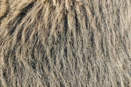 Fur background in grey tonesの写真素材