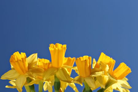 Bunch of daffodils with blue skyの写真素材