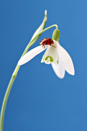 Ladybug on snowdrop (close-up)の写真素材