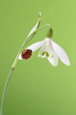 Ladybug on snowdrop with green backgroundの写真素材