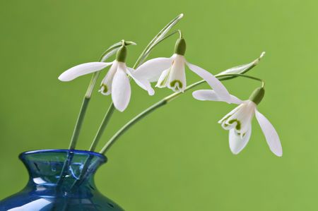 Three snowdrops in a blue vase with green backgroundの写真素材