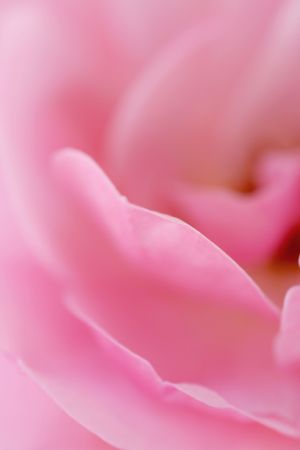 Soft background of a pink rose (selective focus)の写真素材