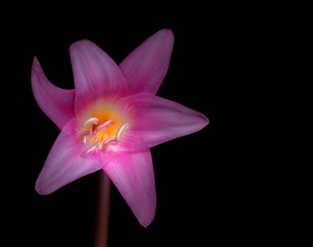 Amaryllis in pink with black background and copy spaceの写真素材