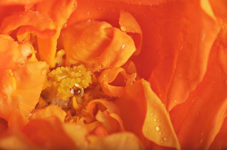 Close-up of a beautiful roseの写真素材