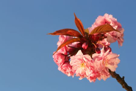 Cherry blossoms against blue sky with copy spaceの写真素材