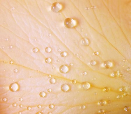 Petal of a rose with lots of dropsの写真素材