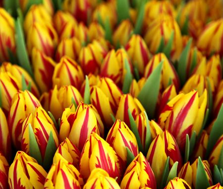 Bunch of red and yellow tulips on a flower marketの写真素材