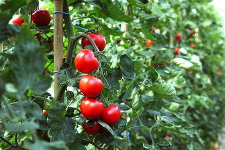 Ripe tomatoes ready to pick in a greenhouseの写真素材