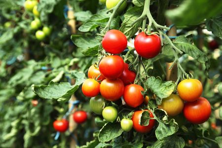 Ripe tomatoes ready to pick in a greenhouseの写真素材