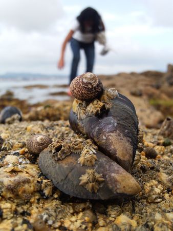 Mejilloningの写真素材