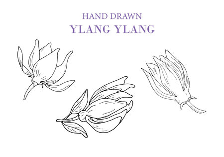 Hand drawnYlang Ylang vector drawing set. Isolated illustration of a medical flower. Beauty and spa, cosmetic ingredients.のイラスト素材