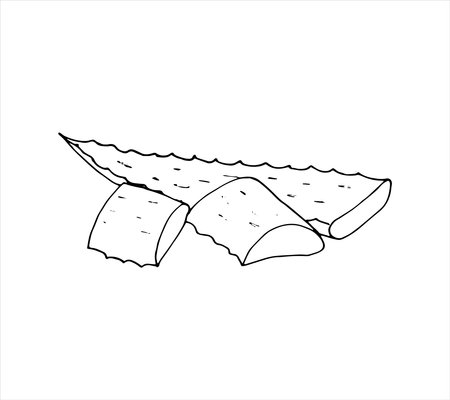Sketch of fresh aloe vera leaf. Hand-drawn aloe vera plant sketch. Isolated vector illustrationのイラスト素材