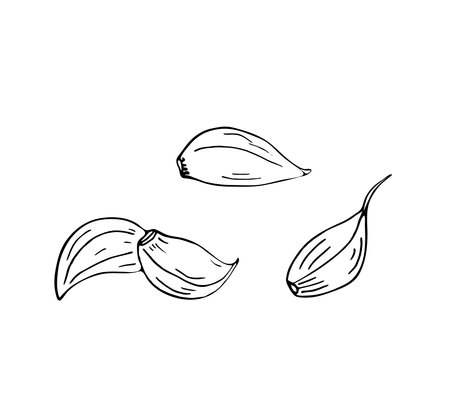 Clove of garlic set sketch. Hand-drawn vector illustrationのイラスト素材