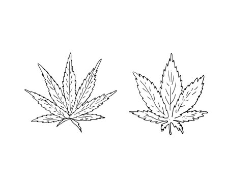 Vector Cannabis Leaves Set. Indica and Sativa leave. Cannabis herbal leaf icon. Vector design illustrationのイラスト素材