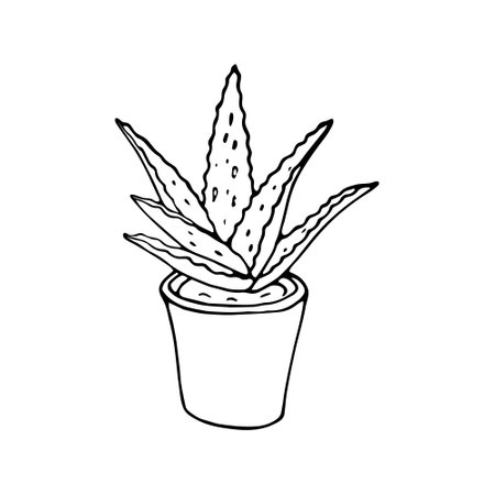 Hand-drawn aloe vera plant in a pot. Vector drawing of outline Aloe vera. Isolated vector illustration of an aloe plant on white backgroundのイラスト素材