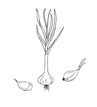 Vector illustration of garlic clove, and garlic bulb in simple style. Sketch illustration.のイラスト素材