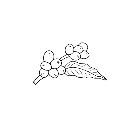 branch of coffee tree simple vector illustration, Hand-drawn isolated illustration for menu or logo.のイラスト素材