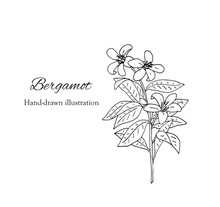 Hand-drawn Bergamot flower branch. Isolated illustration of a citrus blooming flower. Organic fruit vector illustration. Beauty and spa, cosmetic label, and tea ingredient.のイラスト素材