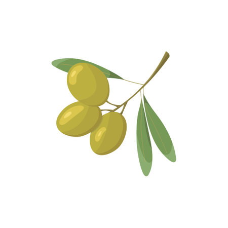 Green olives vector icon. Olive branch illustration. Olives with leaves. Branch with green olives and leaves in vector.のイラスト素材