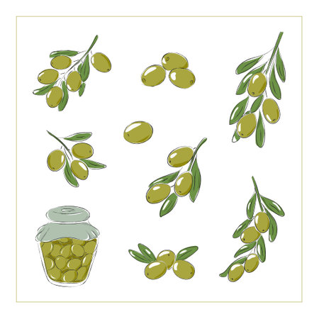 Green olive branches vector illustration, Olives canned in a jar. Isolated vector illustration on a white background.のイラスト素材