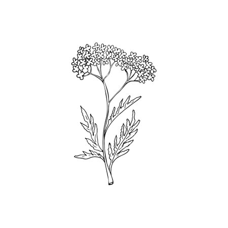 Hand drawn weed for making potion. Floral branch and flower. Botanical rustic greenery. Botanical sketch flower.のイラスト素材
