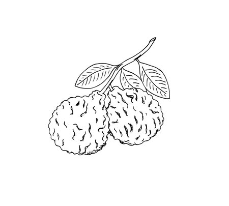 Hand-drawn bergamot branch scetch. Bergamot fruits with leaves. Isolated vector illustration of citrus fruit.のイラスト素材