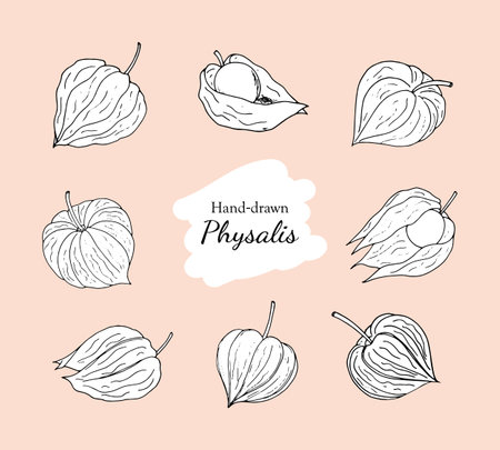 Physalis fruit vector drawings set. Tomatillo fruit set. Hand-drawn physalis. Hand-drawn Physalis doodle illustration isolated on a white background.のイラスト素材