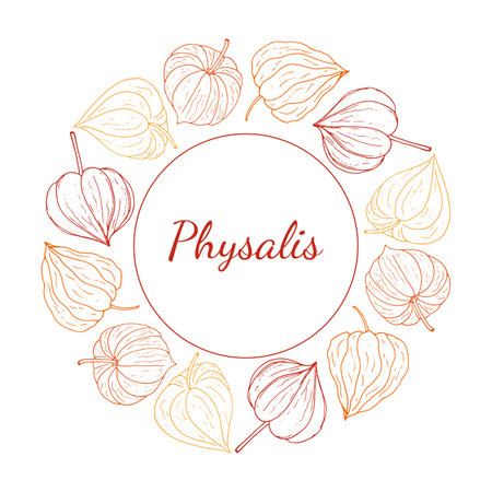 Physalis circular decorative frame. Organic healthy food wreath with space for text. Vector illustration for wallpaper, wrapping paper, package design, and background.のイラスト素材