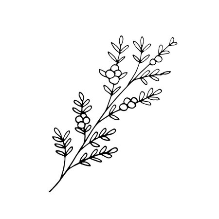 Hand-drawn minimalist branch with berries and leaves. Doodle-style vector illustration. Botanical element for design, postcard, print, decor, and sticker.Vector simple illustration.のイラスト素材