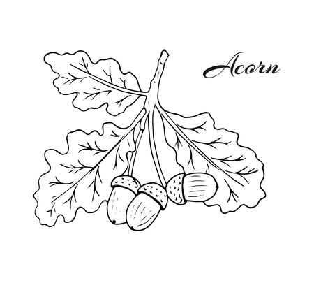 Oak twig with leaves and acorns. Autumn elements. Hand-drawn detailed botanical illustration. Isolated on white.のイラスト素材