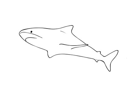 Hand-drawn Shark sketch in doodle style. Isolated illustration on white background.のイラスト素材