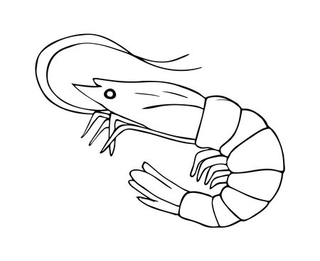 Shrimp prawn sketch, linear drawing. Hand-drawn seafood  illustration for a menu, poster, or label.のイラスト素材