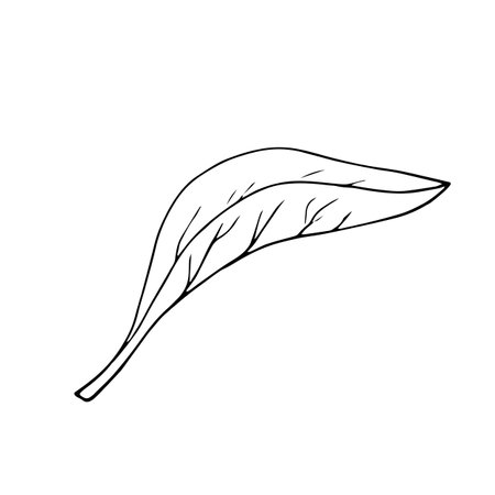 Green tea plant, leaf. Hand drawn botanical illustration. Hot drink. Black leaf on white background.のイラスト素材