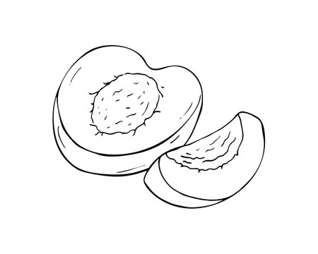 Half an apricot. Hand-drawn fruit Isolated illustration on white background.のイラスト素材