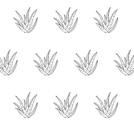 Botanical Aloe Vera hand-drawn set. Illustration of medical plant. Element for design. Realistic drawing.のイラスト素材