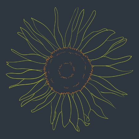 Vector Sketch Illustration Sunflower Drawn in Lineart Style on a Dark Backgroundのイラスト素材