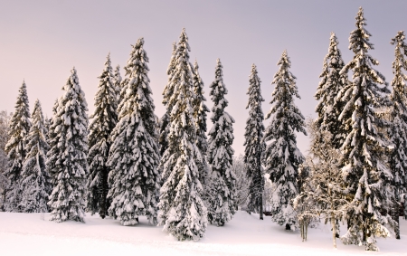 forest in wintertime with sonow in a without clouds skyの写真素材